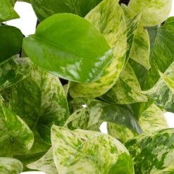 Grünpflanzen Trend-Mix, Hängend Bis Kletternd, Topf 12 Cm Ø 17 Grünpflanzen Trend-Mix, Hängend Bis Kletternd, Topf 12 Cm Ø -Stihl Pflanzen Verkauf 0220150063 1 1