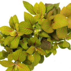 Grünpflanzen Trend-Mix, Hängend Bis Kletternd, Topf 12 Cm Ø 21 Grünpflanzen Trend-Mix, Hängend Bis Kletternd, Topf 12 Cm Ø -Stihl Pflanzen Verkauf 0220150063 3