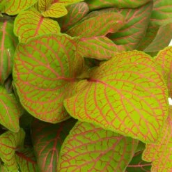 Grünpflanzen Trend-Mix, Hängend Bis Kletternd, Topf 12 Cm Ø 22 Grünpflanzen Trend-Mix, Hängend Bis Kletternd, Topf 12 Cm Ø -Stihl Pflanzen Verkauf 0220150063 3 1