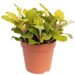 Grünpflanzen Trend-Mix, Hängend Bis Kletternd, Topf 12 Cm Ø 20 Grünpflanzen Trend-Mix, Hängend Bis Kletternd, Topf 12 Cm Ø -Stihl Pflanzen Verkauf 0220150063 4