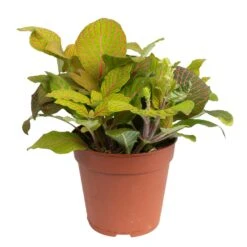 Grünpflanzen Trend-Mix, Hängend Bis Kletternd, Topf 12 Cm Ø 19 Grünpflanzen Trend-Mix, Hängend Bis Kletternd, Topf 12 Cm Ø -Stihl Pflanzen Verkauf 0220150063 5