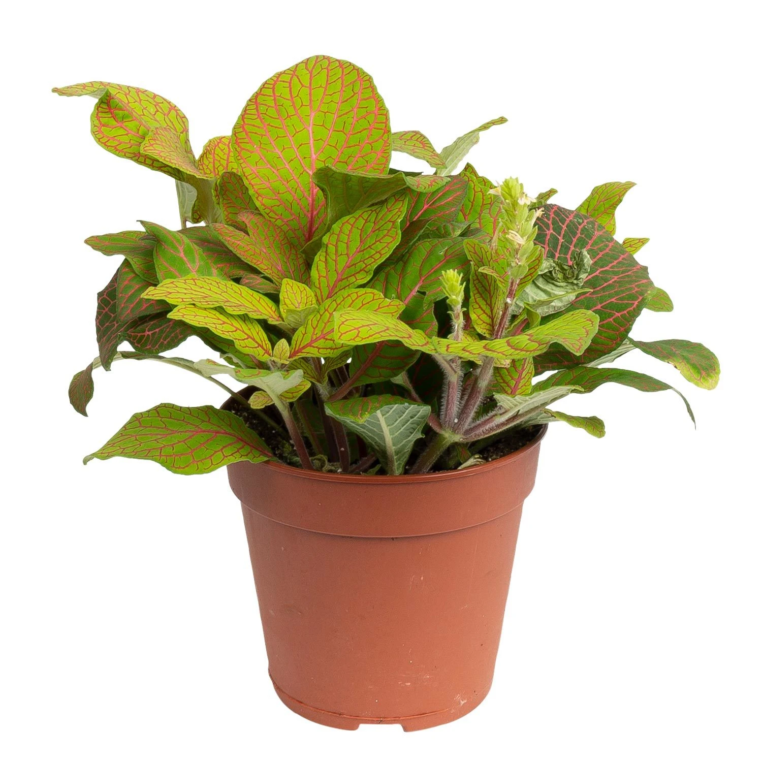 Grünpflanzen Trend-Mix, Hängend Bis Kletternd, Topf 12 Cm Ø 6 Grünpflanzen Trend-Mix, Hängend Bis Kletternd, Topf 12 Cm Ø – Bild 6