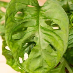 Grünpflanzen Trend-Mix, Hängend Bis Kletternd, Topf 12 Cm Ø 25 Grünpflanzen Trend-Mix, Hängend Bis Kletternd, Topf 12 Cm Ø -Stihl Pflanzen Verkauf 0220150063 6