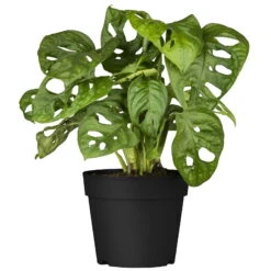 Grünpflanzen Trend-Mix, Hängend Bis Kletternd, Topf 12 Cm Ø 23 Grünpflanzen Trend-Mix, Hängend Bis Kletternd, Topf 12 Cm Ø -Stihl Pflanzen Verkauf 0220150063 7