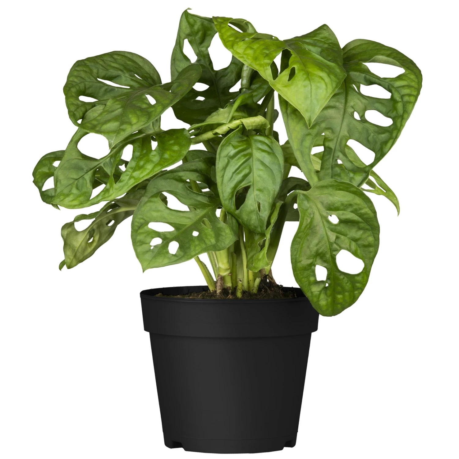 Grünpflanzen Trend-Mix, Hängend Bis Kletternd, Topf 12 Cm Ø 10 Grünpflanzen Trend-Mix, Hängend Bis Kletternd, Topf 12 Cm Ø – Bild 10