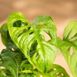 Grünpflanzen Trend-Mix, Hängend Bis Kletternd, Topf 12 Cm Ø 24 Grünpflanzen Trend-Mix, Hängend Bis Kletternd, Topf 12 Cm Ø -Stihl Pflanzen Verkauf 0220150063 8