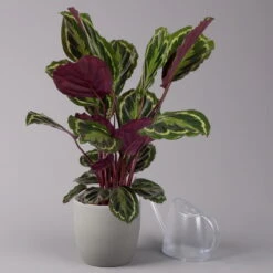 Calathea 'Medallion', Topf-Ø 19 Cm, Höhe Ca. 85 Cm -Stihl Pflanzen Verkauf 0220160008 Calathea Medaillon 19cm 3 109549