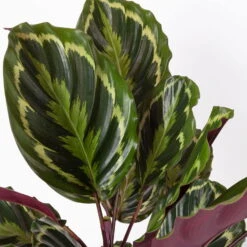 Calathea 'Medallion', Topf-Ø 19 Cm, Höhe Ca. 85 Cm -Stihl Pflanzen Verkauf 0220160008 Calathea Medaillon 19cm 4 109550