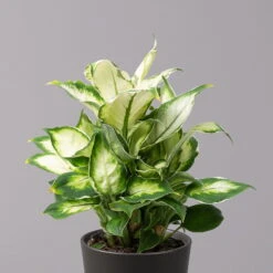 Dieffenbachie 'Cool Beauty' Mit Keramiktopf Anthrazit, Topf-Ø 12 Cm, 3er-Set -Stihl Pflanzen Verkauf 0220170087 Dieffenbachia Cool Beauty Dallas anthrazit 2