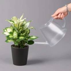 Dieffenbachie 'Cool Beauty' Mit Keramiktopf Anthrazit, Topf-Ø 12 Cm, 3er-Set -Stihl Pflanzen Verkauf 0220170087 Dieffenbachia Cool Beauty Dallas anthrazit 3