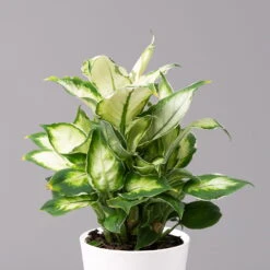 Dieffenbachie 'Cool Beauty' Mit Keramiktopf Dallas Weiß,Topf-Ø12cm, 2er-Set -Stihl Pflanzen Verkauf 0220170088 Dieffenbachia Cool Beauty Dallas weiss 2