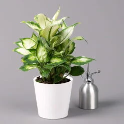 Dieffenbachie 'Cool Beauty' Mit Keramiktopf Dallas Weiß,Topf-Ø12cm, 2er-Set -Stihl Pflanzen Verkauf 0220170088 Dieffenbachia Cool Beauty Dallas weiss 3
