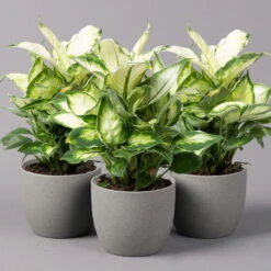 Dieffenbachie 'Cool Beauty', Topf-Ø12cm, Höhe Ca. 25 Cm, 3er-Set