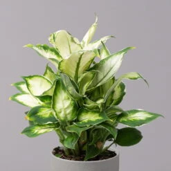 Dieffenbachie 'Cool Beauty', Topf-Ø12cm, Höhe Ca. 25 Cm, 3er-Set -Stihl Pflanzen Verkauf 0220170094 Dieffenbachia Cool Beauty 3er Set 32