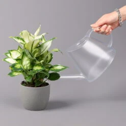 Dieffenbachie 'Cool Beauty', Topf-Ø12cm, Höhe Ca. 25 Cm, 3er-Set -Stihl Pflanzen Verkauf 0220170094 Dieffenbachia Cool Beauty 3er Set 42