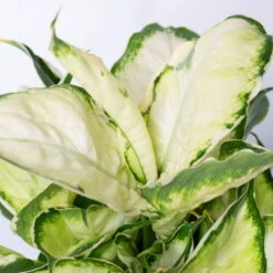 Dieffenbachie 'Cool Beauty', Topf-Ø12cm, Höhe Ca. 25 Cm, 3er-Set -Stihl Pflanzen Verkauf 0220170094 Dieffenbachia Cool Beauty 3er Set 52