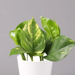 Efeutute Mit Keramiktopf Dallas Weiß, Topf-Ø 12 Cm, Höhe Ca. 15 Cm -Stihl Pflanzen Verkauf 0220180105 Epipremum pinn Dallas weiss 2