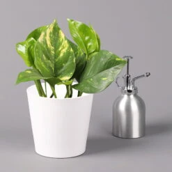 Efeutute Mit Keramiktopf Dallas Weiß, Topf-Ø 12 Cm, Höhe Ca. 15 Cm -Stihl Pflanzen Verkauf 0220180105 Epipremum pinn Dallas weiss 3