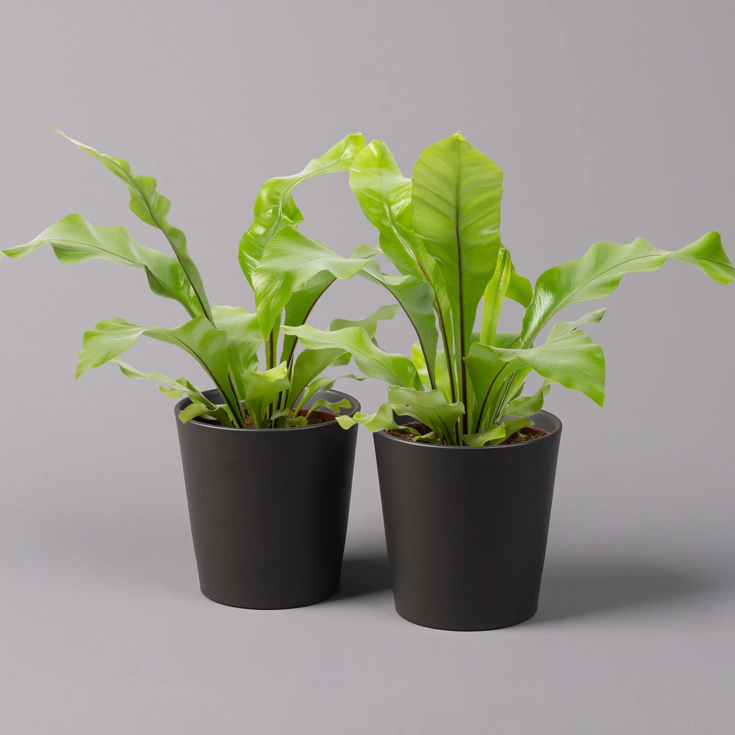 Nestfarn, Mit Keramiktopf Dallas Anthrazit, Topf-Ø12cm, Höhe Ca. 35 Cm, 2er-Set 1 Nestfarn, Mit Keramiktopf Dallas Anthrazit, Topf-Ø12cm, Höhe Ca. 35 Cm, 2er-Set