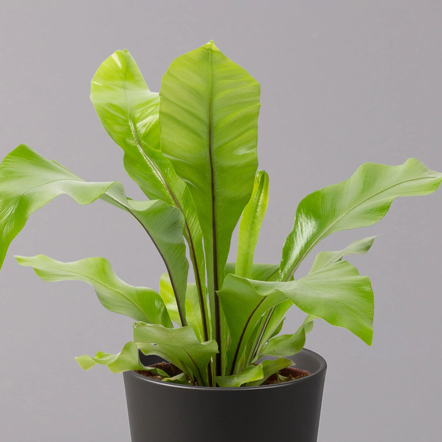 Nestfarn, Mit Keramiktopf Dallas Anthrazit, Topf-Ø12cm, Höhe Ca. 35 Cm, 2er-Set 3 Nestfarn, Mit Keramiktopf Dallas Anthrazit, Topf-Ø12cm, Höhe Ca. 35 Cm, 2er-Set – Bild 3