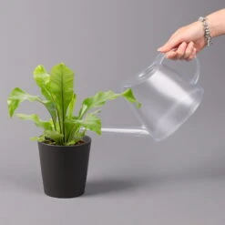 Nestfarn, Mit Keramiktopf Dallas Anthrazit, Topf-Ø12cm, Höhe Ca. 35 Cm, 2er-Set 11 Nestfarn, Mit Keramiktopf Dallas Anthrazit, Topf-Ø12cm, Höhe Ca. 35 Cm, 2er-Set -Stihl Pflanzen Verkauf 0220190134 Asplenium nidus Dallas anthrazit 3 108184