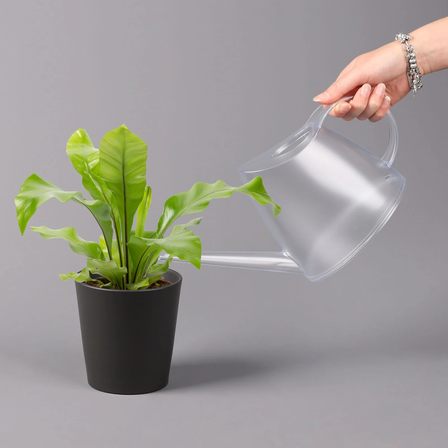 Nestfarn, Mit Keramiktopf Dallas Anthrazit, Topf-Ø12cm, Höhe Ca. 35 Cm, 2er-Set 4 Nestfarn, Mit Keramiktopf Dallas Anthrazit, Topf-Ø12cm, Höhe Ca. 35 Cm, 2er-Set – Bild 4