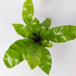 Nestfarn, Mit Keramiktopf Dallas Anthrazit, Topf-Ø12cm, Höhe Ca. 35 Cm, 2er-Set 12 Nestfarn, Mit Keramiktopf Dallas Anthrazit, Topf-Ø12cm, Höhe Ca. 35 Cm, 2er-Set -Stihl Pflanzen Verkauf 0220190134 Asplenium nidus Dallas anthrazit 4 108185