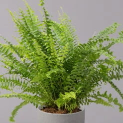 Schwertfarn 'Green Lady', Topf-Ø 12cm, Höhe Ca. 35 Cm, 3er-Set -Stihl Pflanzen Verkauf 0220190136 Nephrolepis exaltata Green Lady 3 107030