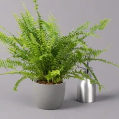 Schwertfarn 'Green Lady', Topf-Ø 12cm, Höhe Ca. 35 Cm, 3er-Set -Stihl Pflanzen Verkauf 0220190136 Nephrolepis exaltata Green Lady 4 107031