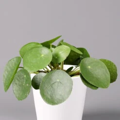 Pilea Peperomioides In Topf Dallas Weiß, Topf-Ø 12 Cm, Höhe Ca. 20 Cm, 2er-Set -Stihl Pflanzen Verkauf 0220450176 Pilea peperomioides Dallas weiss 2