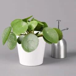 Pilea Peperomioides In Topf Dallas Weiß, Topf-Ø 12 Cm, Höhe Ca. 20 Cm, 2er-Set -Stihl Pflanzen Verkauf 0220450176 Pilea peperomioides Dallas weiss 3