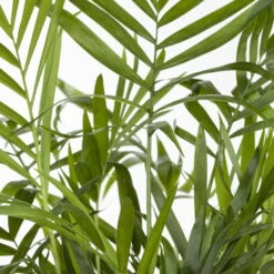 Bergpalme, Topf-Ø 19 Cm, Höhe Ca. 65 Cm -Stihl Pflanzen Verkauf 0220502108 Chamaedorea elegans