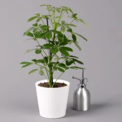 Strahlenaralie 'Nora' Inkl. Übertopf Dallas Weiß, Topf 13 Cm Ø -Stihl Pflanzen Verkauf 0220550538 Schefflera Nora im Topf Dallas weiss 3