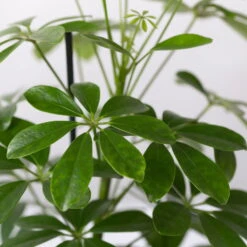 Strahlenaralie 'Nora' Inkl. Übertopf Dallas Weiß, Topf 13 Cm Ø -Stihl Pflanzen Verkauf 0220550538 Schefflera Nora im Topf Dallas weiss 4