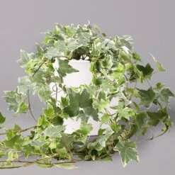 Hedera Helix 'Variegata' In Keramiktopf Dallas Weiß, Topf-Ø 12/13 Cm