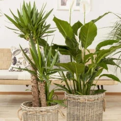 Palmlilie, Topf-Ø 21 Cm, Höhe Ca. 100 Cm -Stihl Pflanzen Verkauf 0220850207 Yucca eleph Yucca 3er Tuff