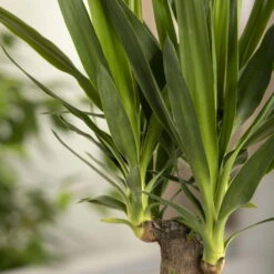 Palmlilie, Topf-Ø 21 Cm, Höhe Ca. 100 Cm -Stihl Pflanzen Verkauf 0220850207 Yucca eleph Yucca 3er Tuff1