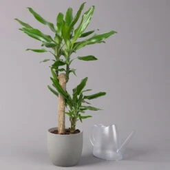 Duftender Drachenbaum 'Steudneri', Topf-Ø 17 Cm, Höhe Ca. 80 Cm -Stihl Pflanzen Verkauf 0221100011 Dracaena frag Steudneri 17cm 3