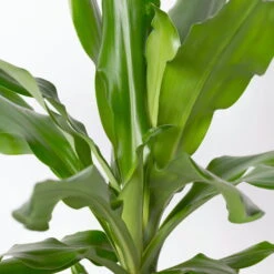 Duftender Drachenbaum 'Steudneri', Topf-Ø 17 Cm, Höhe Ca. 80 Cm -Stihl Pflanzen Verkauf 0221100011 Dracaena frag Steudneri 8