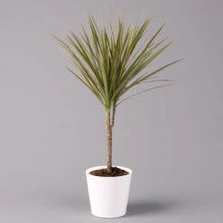 Drachenbaum 'Bicolor', Topf-Ø 13 Cm, Inkl. Keramiktopf Dallas Weiß