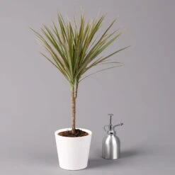 Drachenbaum 'Bicolor', Topf-Ø 13 Cm, Inkl. Keramiktopf Dallas Weiß, 2er-Set -Stihl Pflanzen Verkauf 0221100085 Dracaena marg Bicolor im Dallas weiss 32