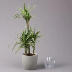 Duftender Drachenbaum 'Warneckii', Topf-Ø 21 Cm, Höhe Ca. 115 Cm 8 Duftender Drachenbaum 'Warneckii', Topf-Ø 21 Cm, Höhe Ca. 115 Cm -Stihl Pflanzen Verkauf 0221300002 Dracaena d Warneckii 21cm 3