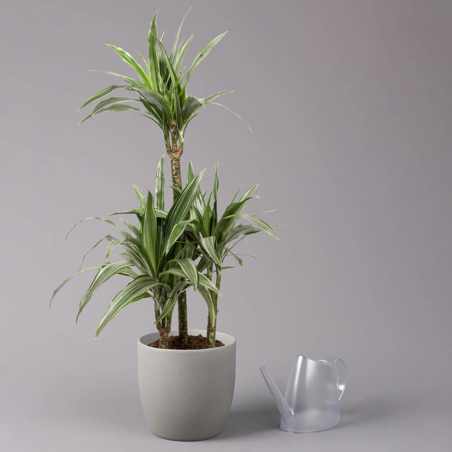 Duftender Drachenbaum 'Warneckii', Topf-Ø 21 Cm, Höhe Ca. 115 Cm 3 Duftender Drachenbaum 'Warneckii', Topf-Ø 21 Cm, Höhe Ca. 115 Cm – Bild 3