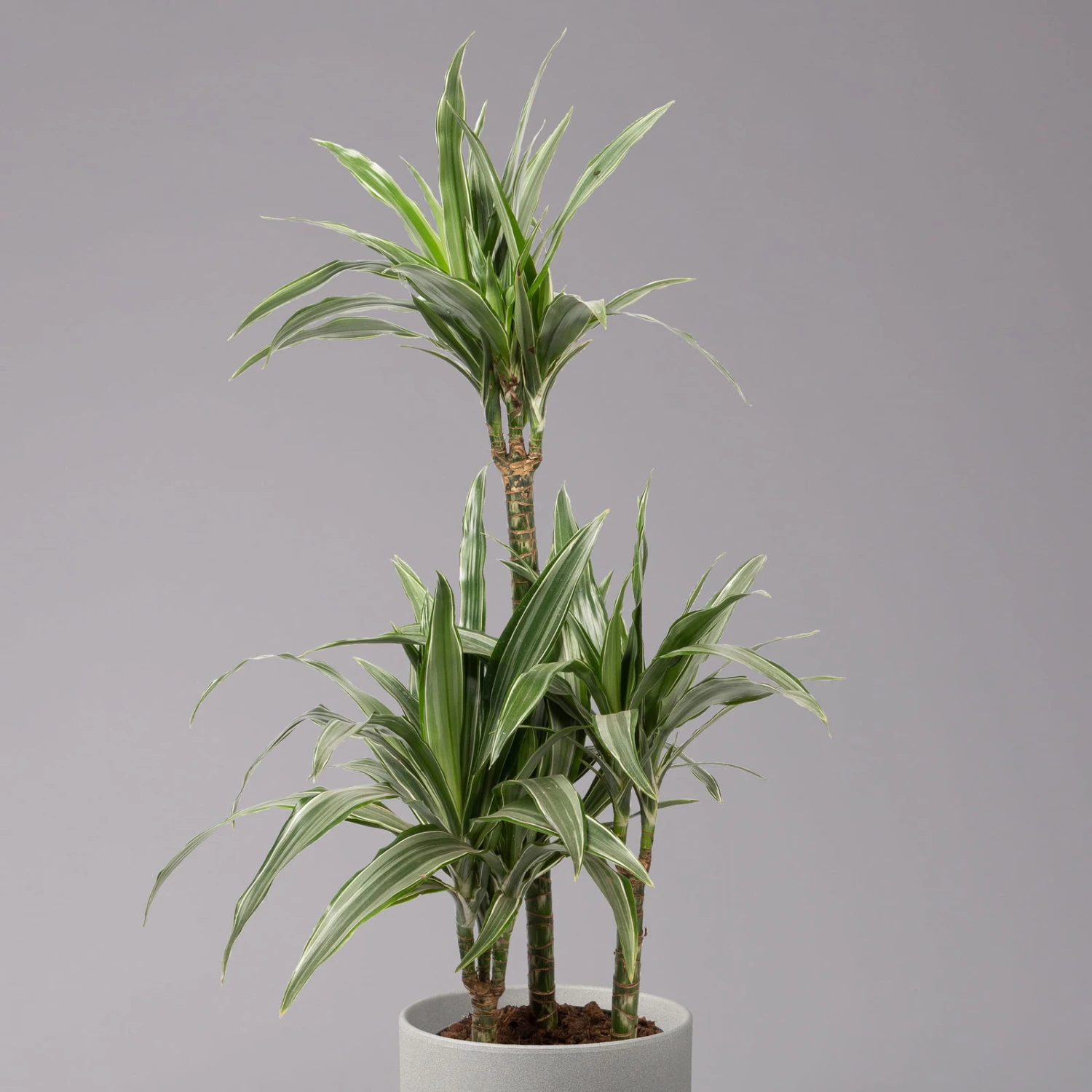 Duftender Drachenbaum 'Warneckii', Topf-Ø 21 Cm, Höhe Ca. 115 Cm 2 Duftender Drachenbaum 'Warneckii', Topf-Ø 21 Cm, Höhe Ca. 115 Cm – Bild 2