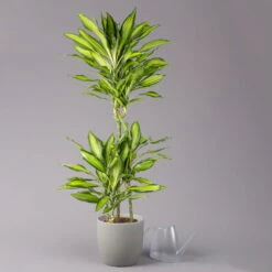 Duftender Drachenbaum 'Cintho Lemon', Topf-Ø 21 Cm, Höhe Ca. 110 Cm -Stihl Pflanzen Verkauf 0221300089 Dracaena Cintho Lemon 21cm 3 114638