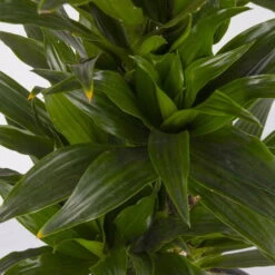 Duftender Drachenbaum 'Compacta', Verzweigt, Topf-Ø 24 Cm, Höhe Ca. 80 Cm -Stihl Pflanzen Verkauf 0221400013 Dracaena Compacta verzweigt KB 24cm 4