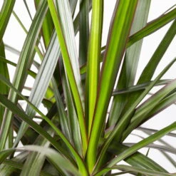 Gerandeter Drachenbaum, Topf-Ø 32 Cm, Höhe Ca. 150 Cm -Stihl Pflanzen Verkauf 0221500026 Dracaena marginata 90 Carousell 31cm 4