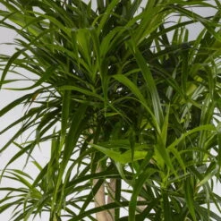 Drachenbaum 'Anita', Verzweigt, Topf-Ø 27 Cm, Höhe Ca. 120 Cm -Stihl Pflanzen Verkauf 0221500079 Dracaena reflexa Anita verzweigt 27cm 4