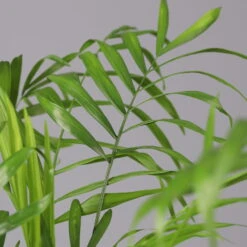 Bergpalme Mit Übertopf Vibes Weiß, Topf-Ø 12 Cm, Höhe Ca. 30 Cm, 2er-Set -Stihl Pflanzen Verkauf 0222100053 0222100054 0222100055 Chamaedorea elegans 124824 1