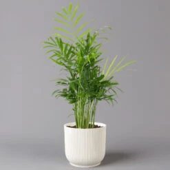 Bergpalme Mit Übertopf Vibes Weiß, Topf-Ø 12 Cm, Höhe Ca. 30 Cm, 2er-Set -Stihl Pflanzen Verkauf 0222100053 Chamaedorea elegans in uebertopf weiss 2er Set 12cmT H40cm Elho Vibes 124825